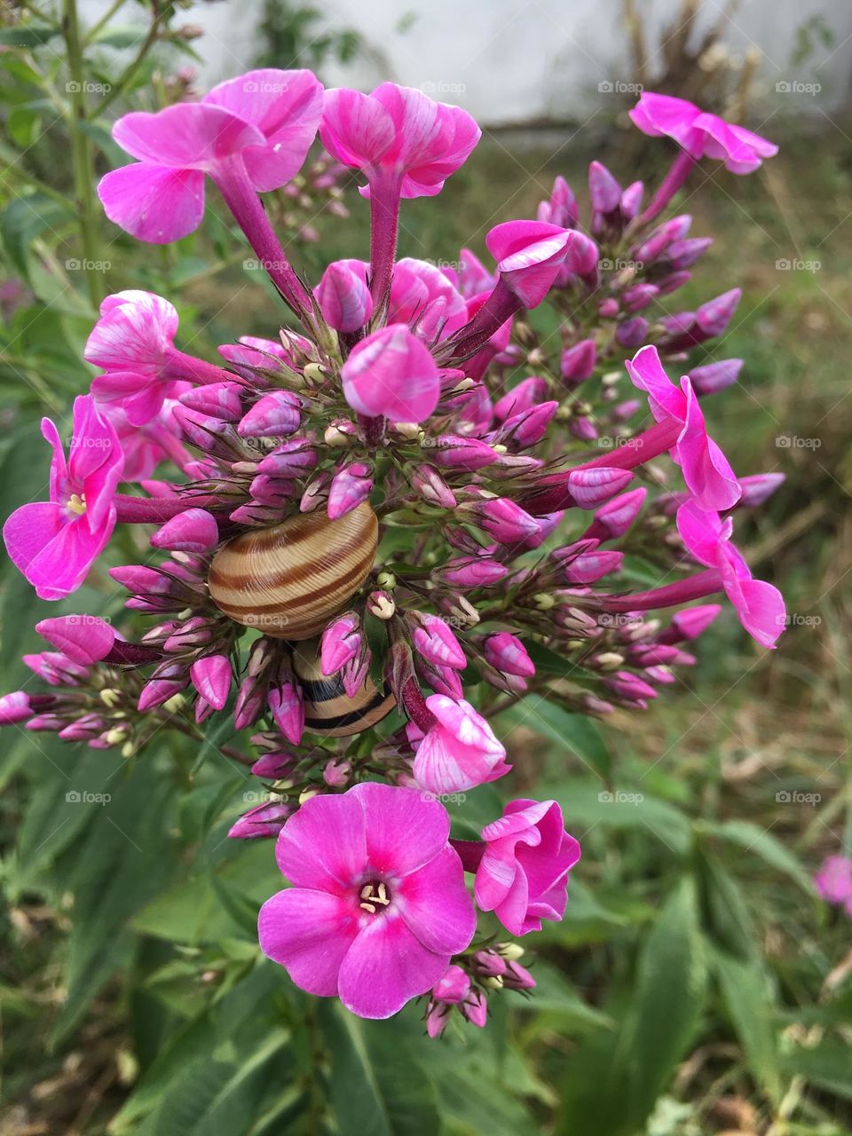 Snails and flowers 