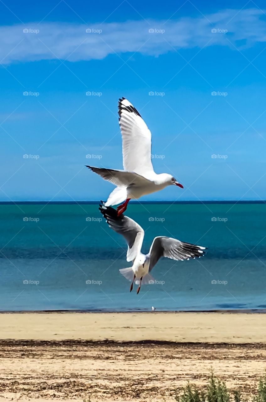 Seagulls in flight against indigo sky