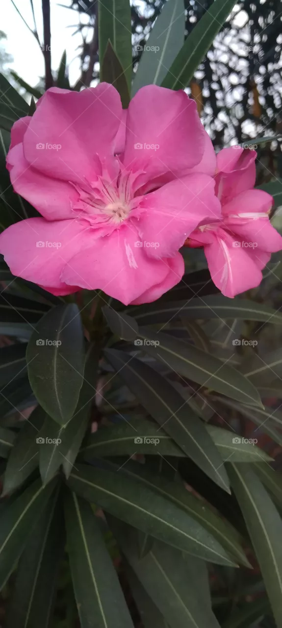 nature