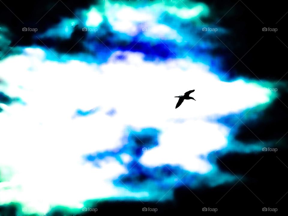 seagull flying overhead