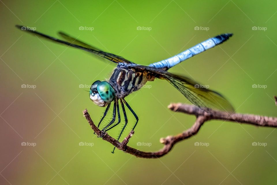 I’m sorry, what did you say? I was lost in the swirls dancing in your eyes. 
Blue Dasher (Pachydiplax longipennis) Raleigh, North Carolina. 
