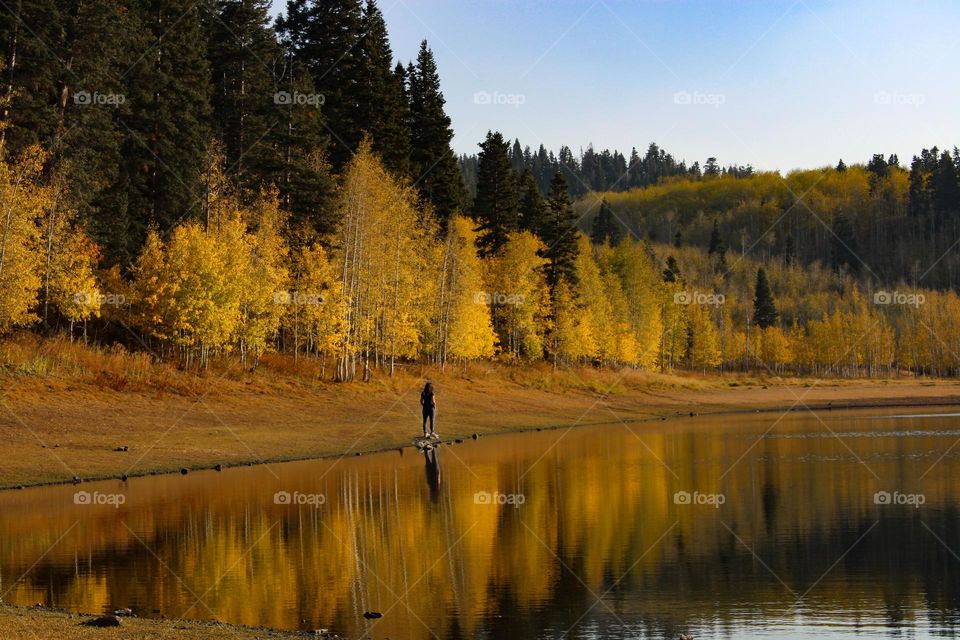 Aspen trees turn gold during autumn season 