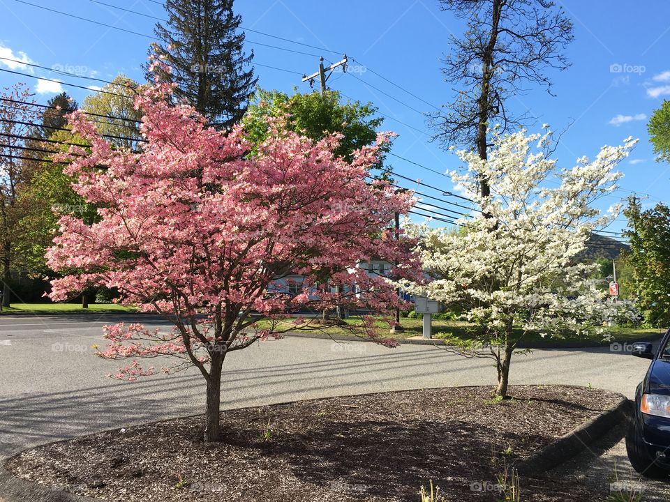 Pink and white glory 