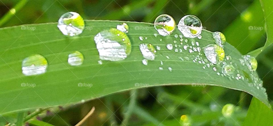 dew drops