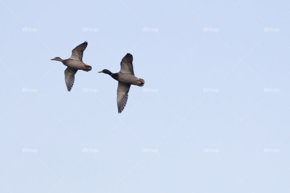 Mallard ducks flying sky - ett par ankor flyger tillsammans 