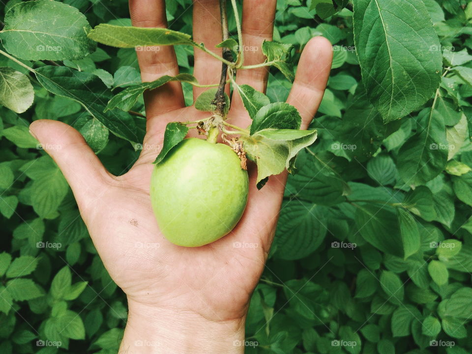 A real green apple on a tree, although not perfect, but very tasty