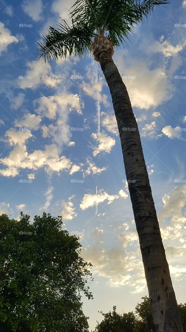 Sky shot  with tree