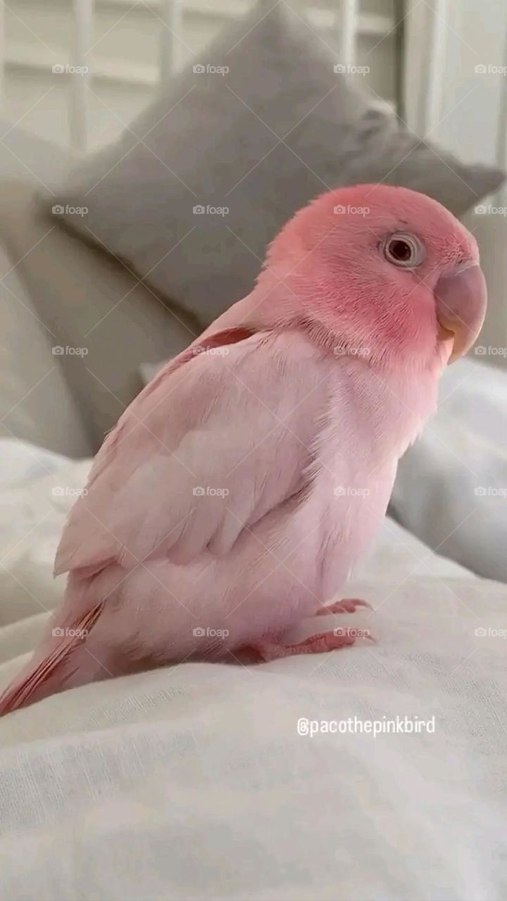 A very beautiful picture, and there is no better picture than it. There is no better picture of green herbs and colorful, red and white roses than it. Glory be to God, the natural and picturesque view, and there is no more wonderful picture than it.