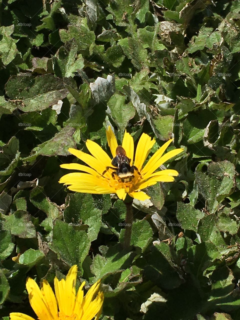 Wild bee and yellow flower