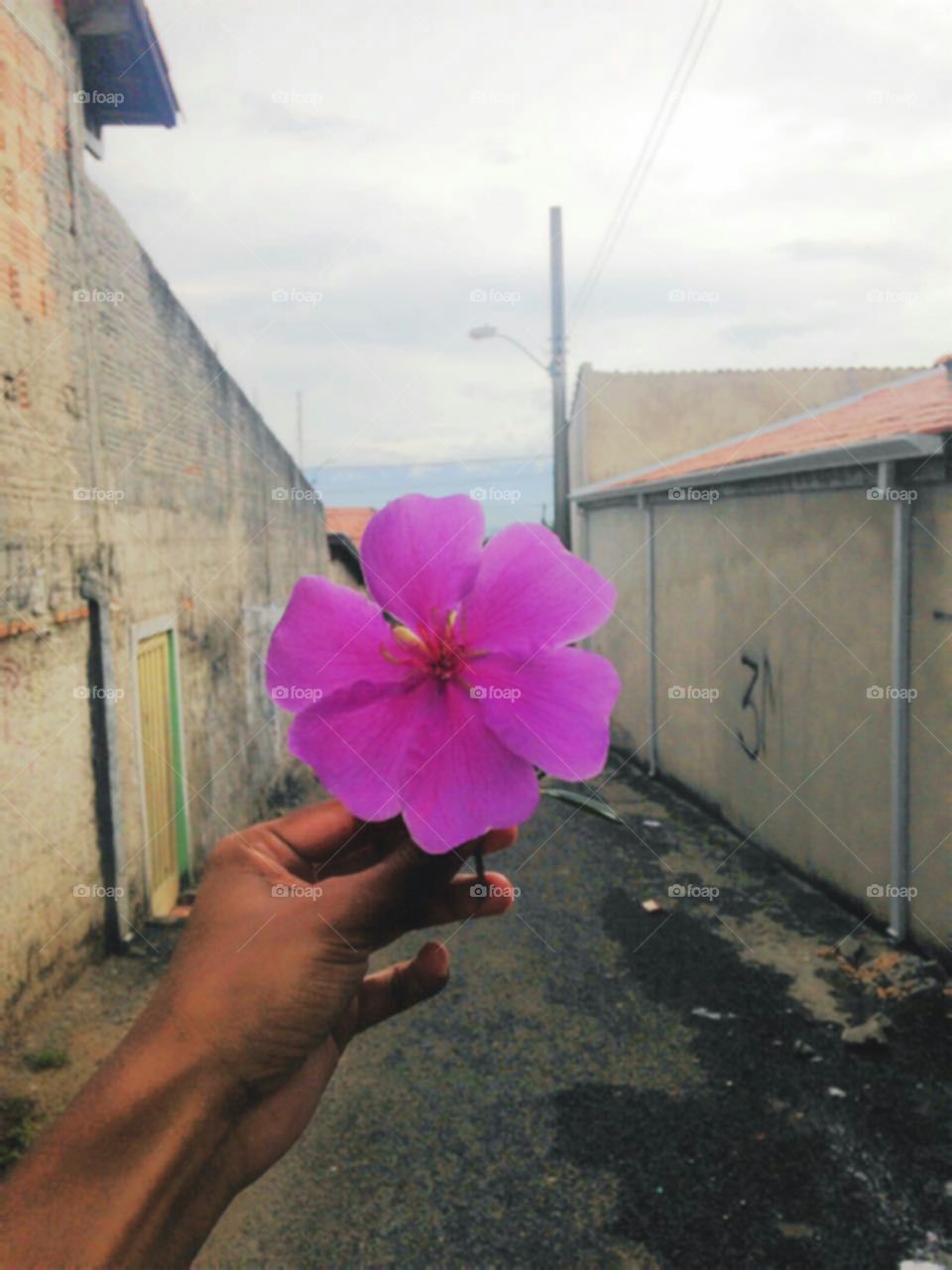 A flor da Viela