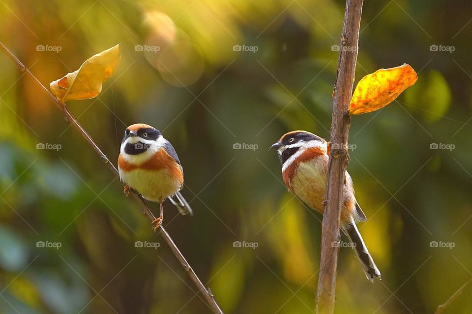 Look at fall leaves, fall has passed the season, winter does not know when the snow come 