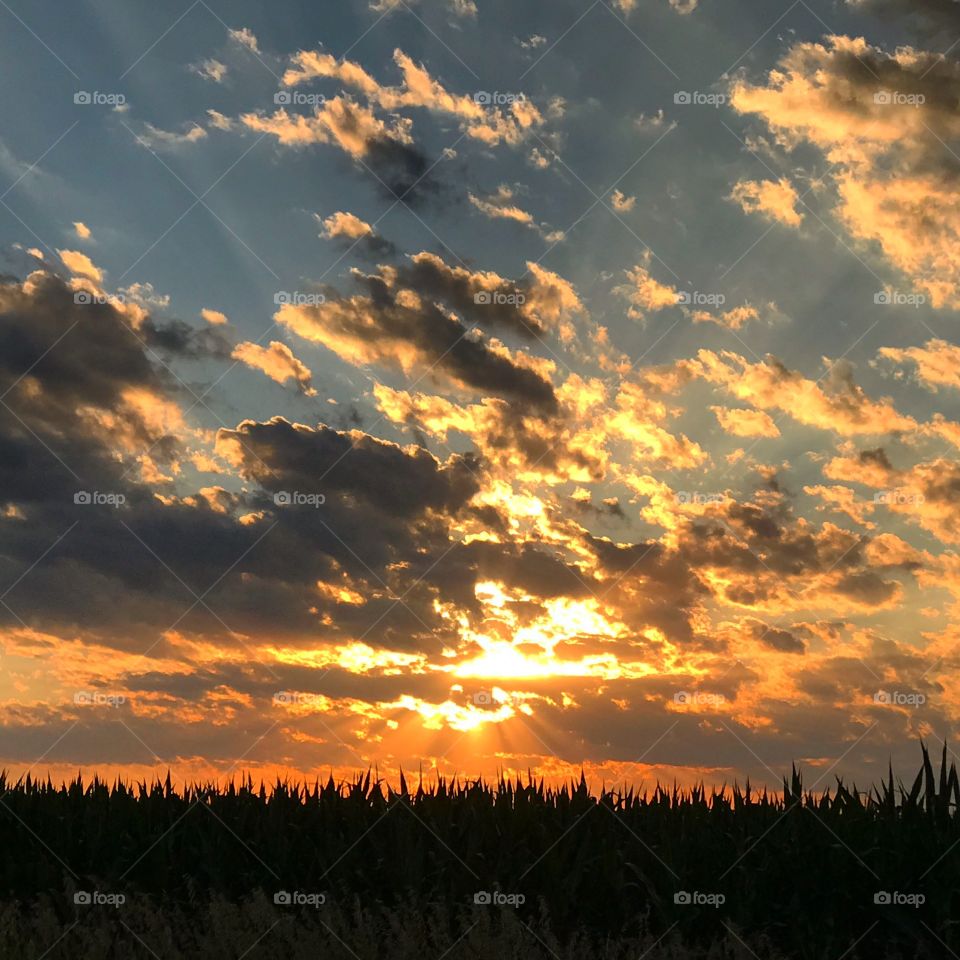 Sunset fields 