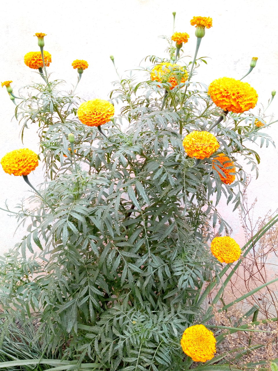 French Marigolds (Tagetes patula) flowering flower.