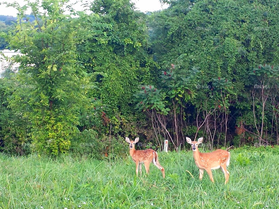 twin fawns