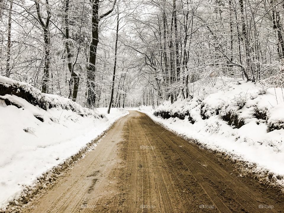 Winter, Snow, Road, Wood, Tree