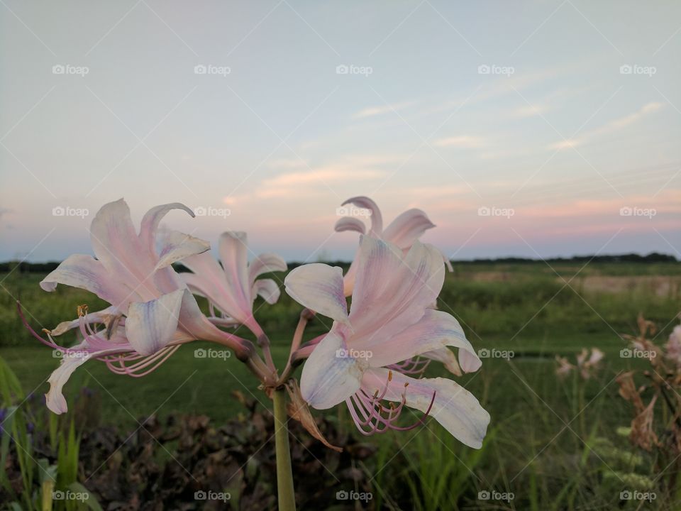 lillies color of the horizon