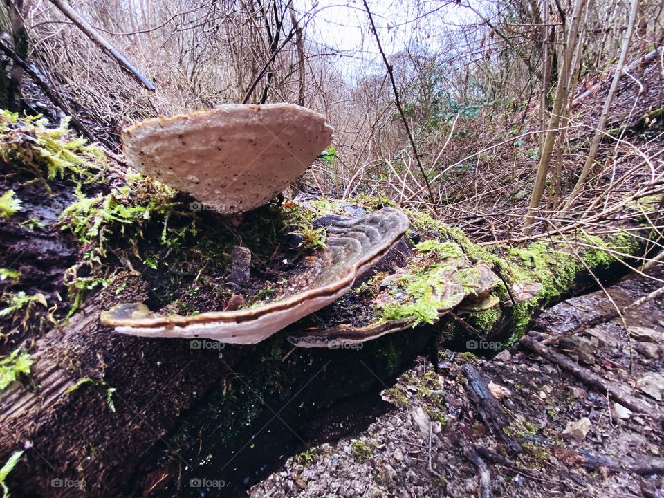 Wild mushrooms Bjerkandera adusta smoky brackets tree mushrooms in Germany