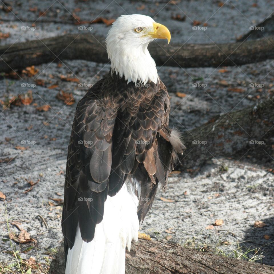  Bald eagle