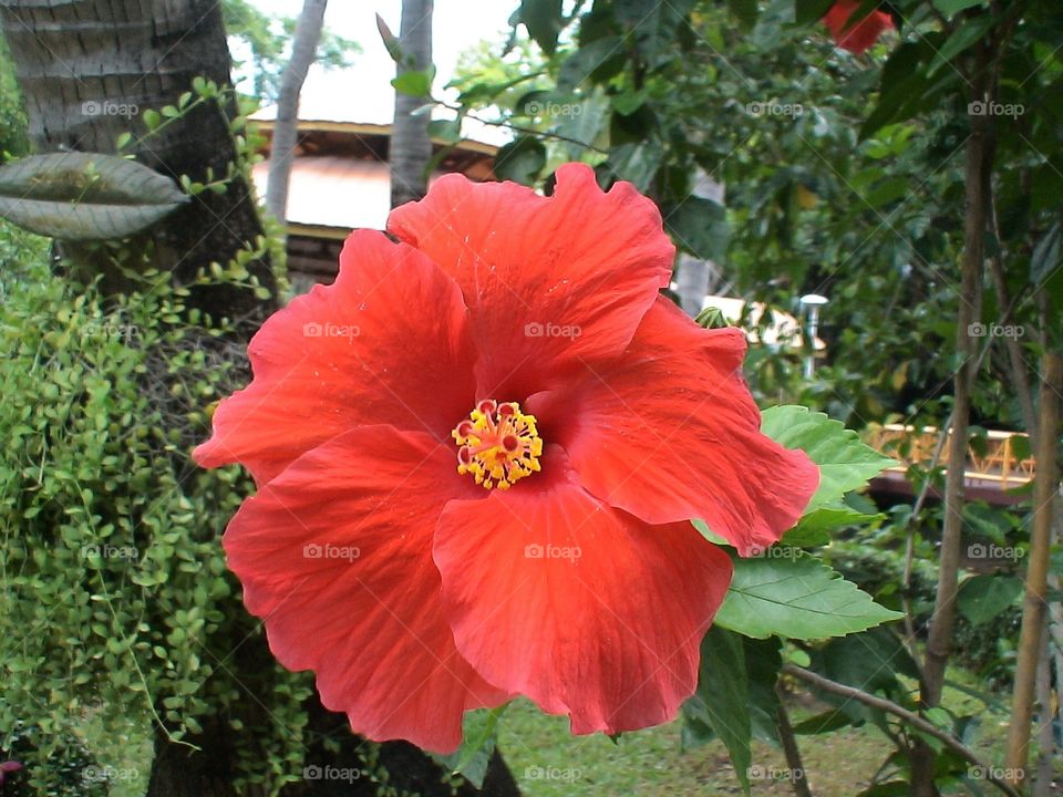 flower