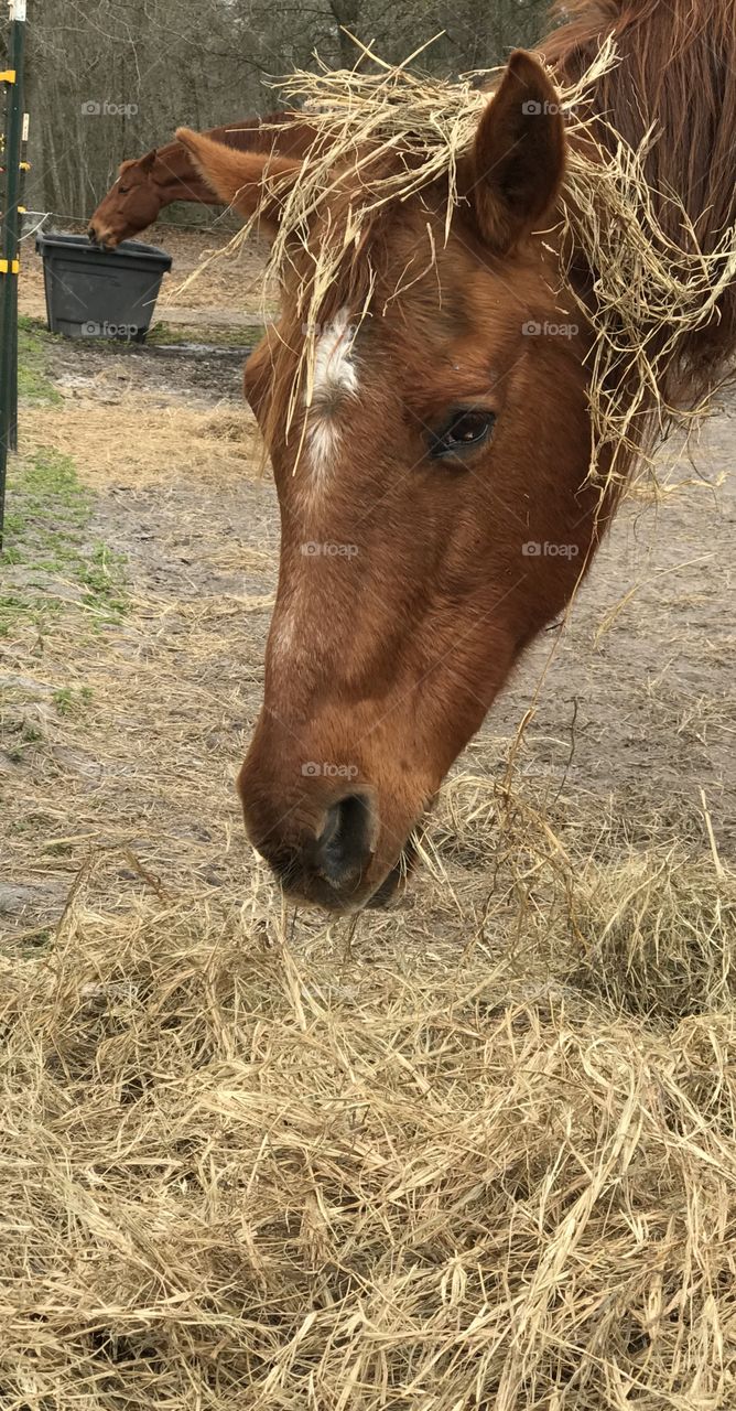Harley, the horse in the background, gave Stormy a hay crown.  