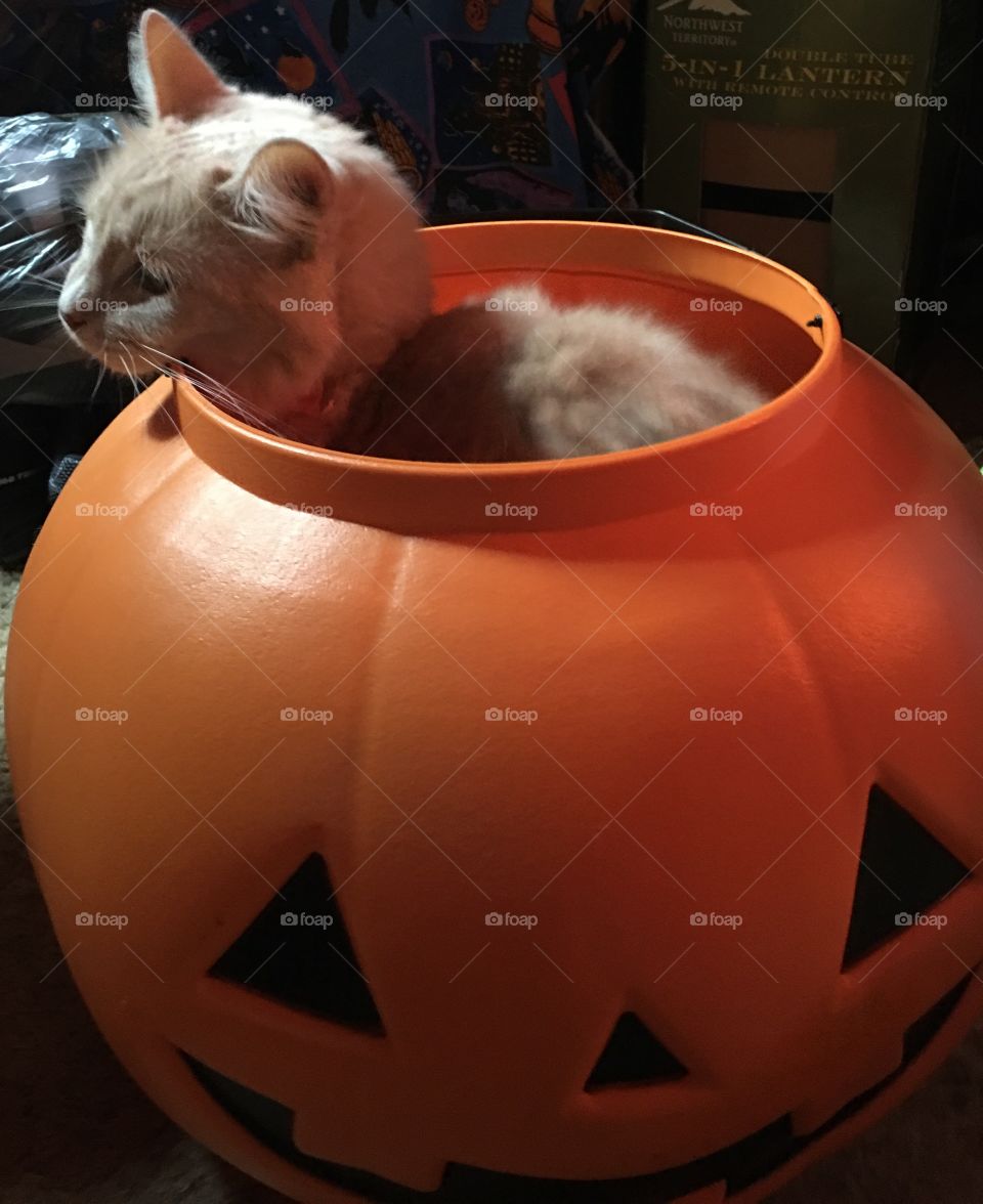 Cat in a pumpkin