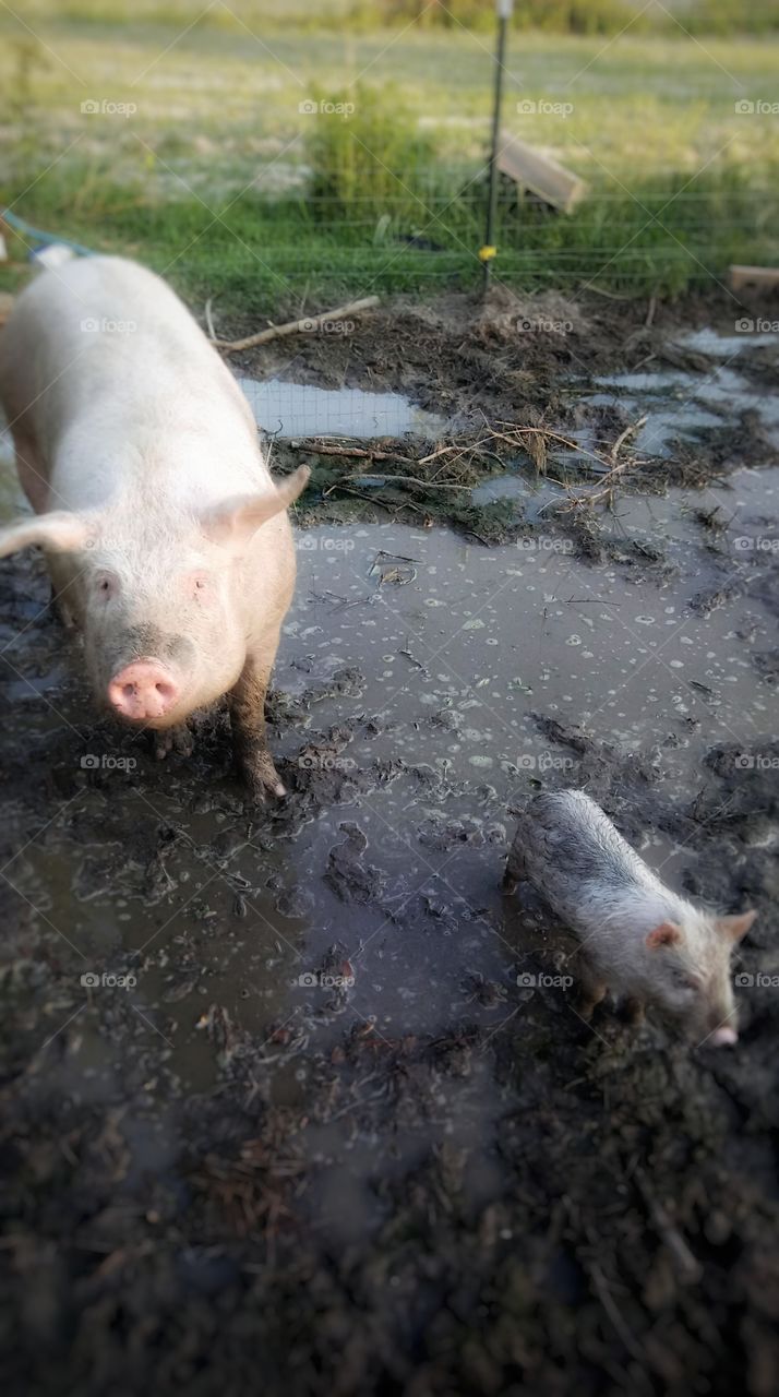 Happy as a pig in mud!