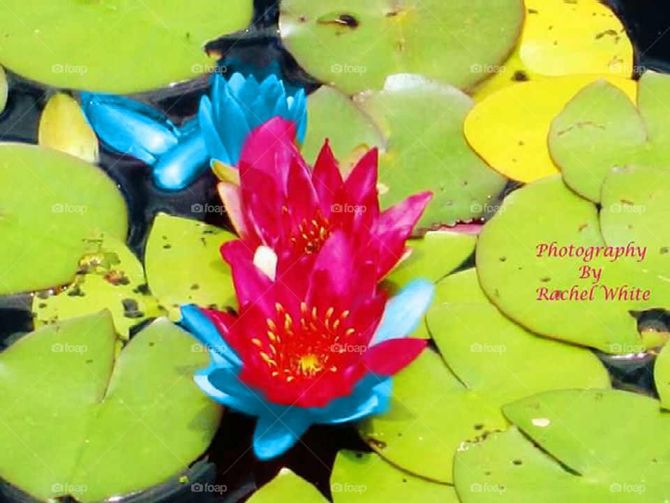 Share your Spring with NIVEA