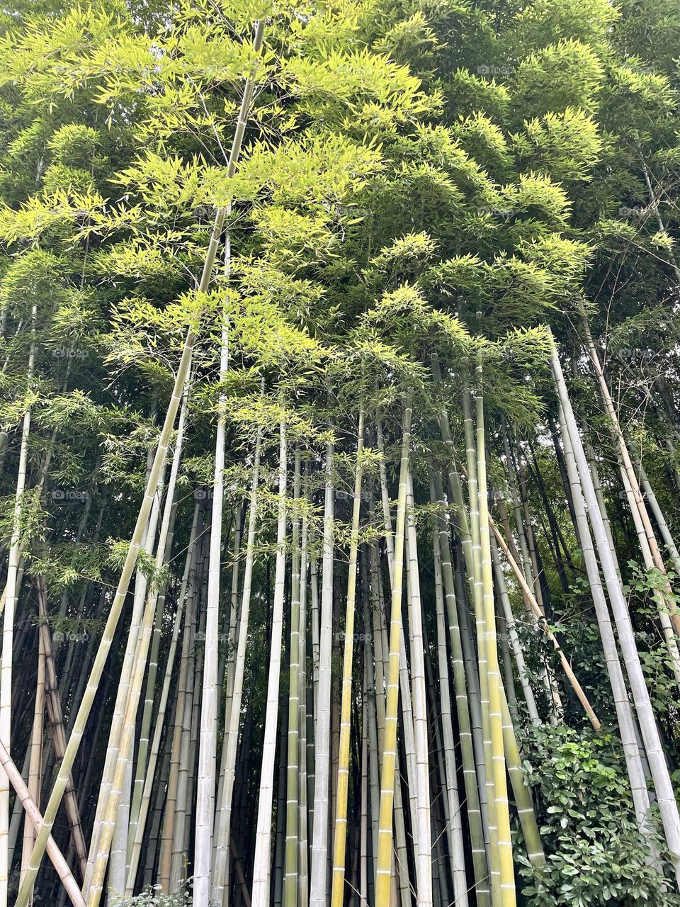 Magical tall bamboo trees in the forest outside Kyoto, Japan