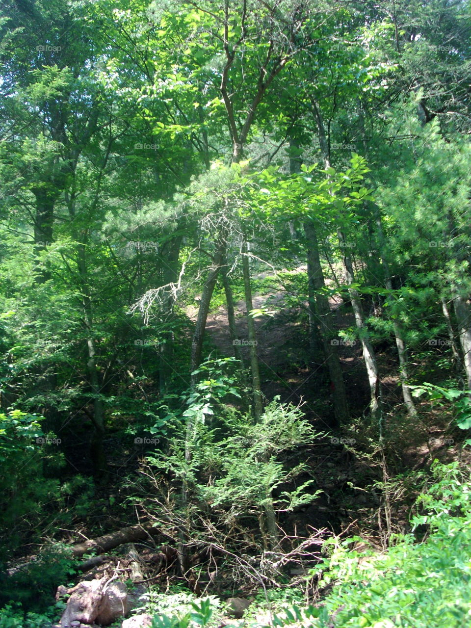 Wood, Landscape, Nature, Leaf, Flora