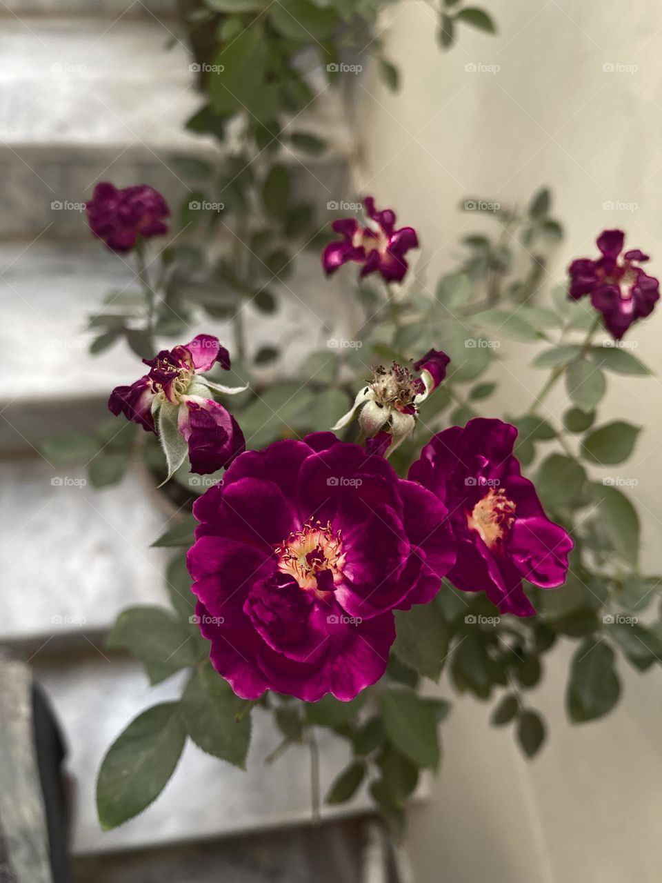 Welcome to
Pantone's Color of the Year, Viva Magenta 18-1750, vibrates with vim and vigor. It is a shade rooted in nature descending from the red family and expressive of a new signal of strength.