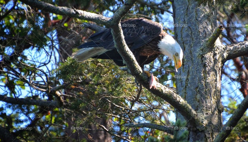 Bald eagle eating a fish he caught