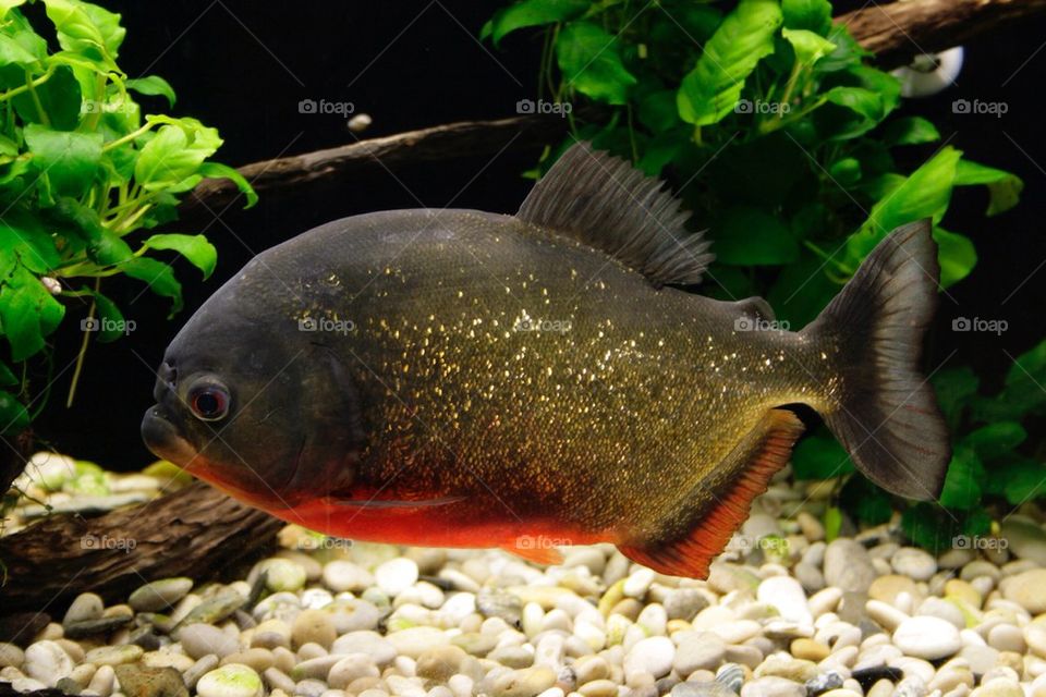 Piranha, watch out I bite!