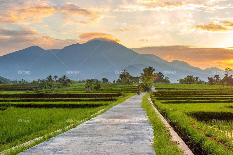 beautiful morning at rice field