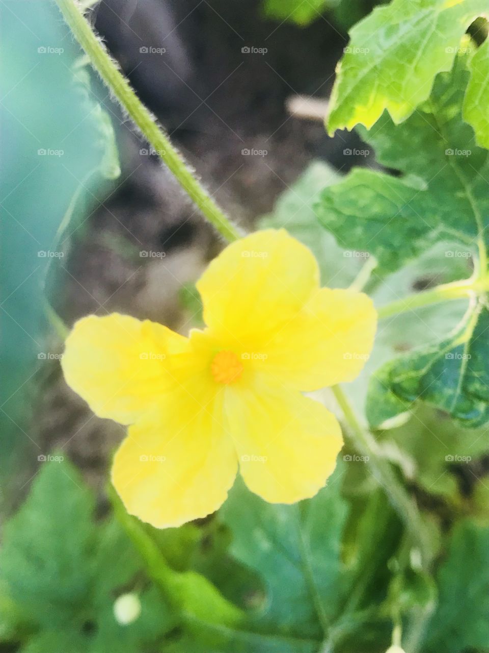 Yellow flower