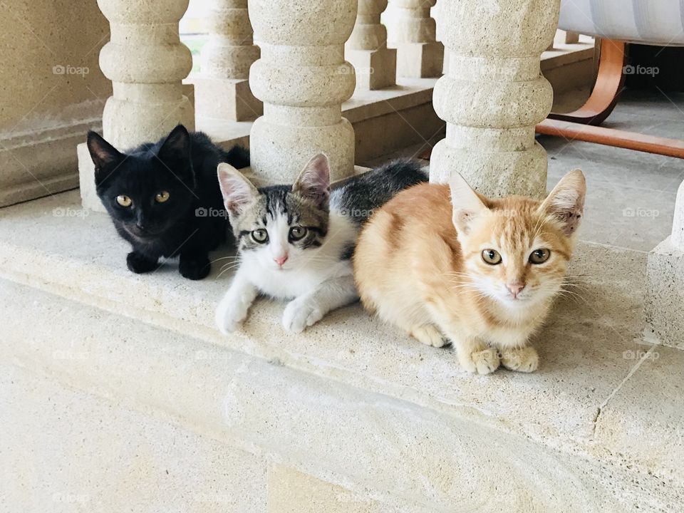 3 cute kittens !