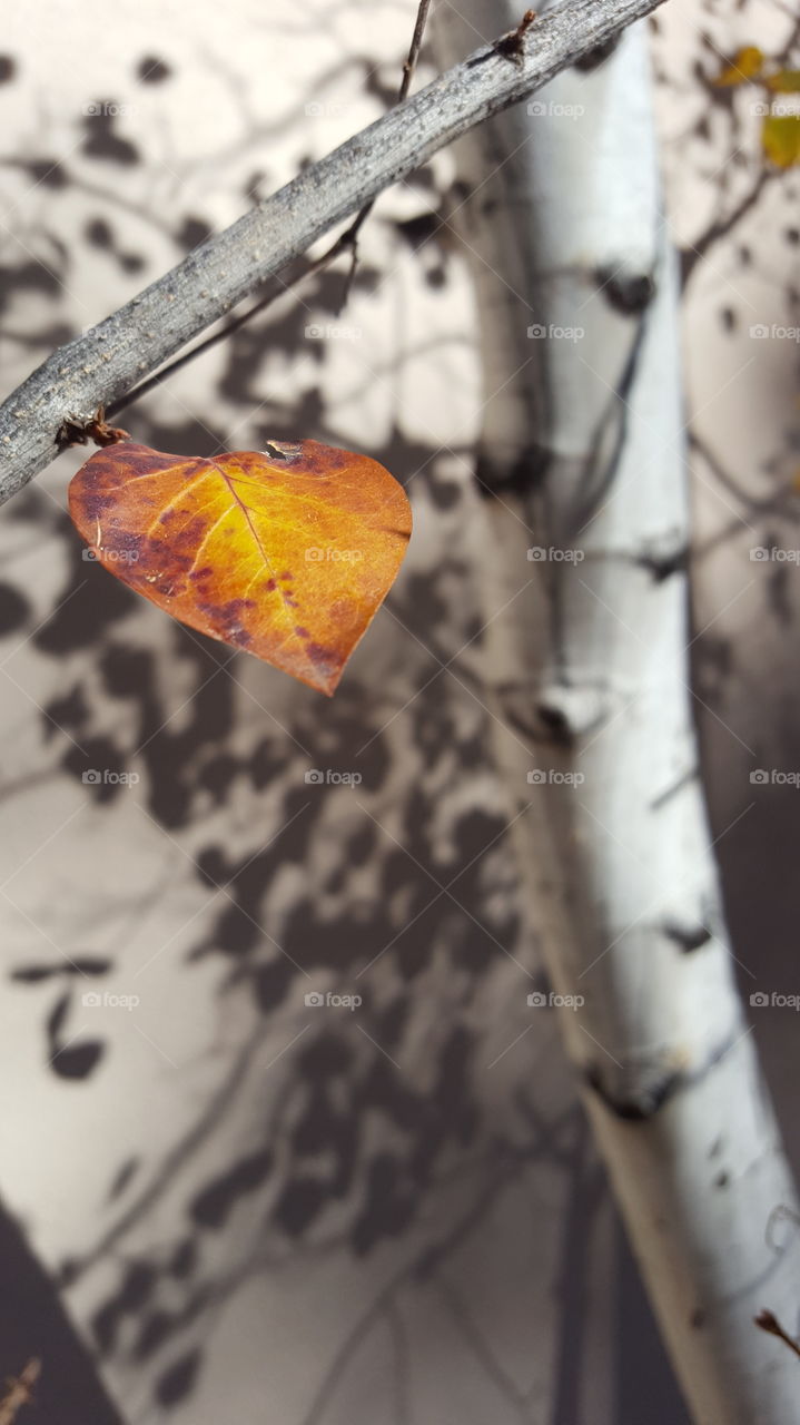 A lone Aspen Leaf clings to the tree in late autumn in Colorado.