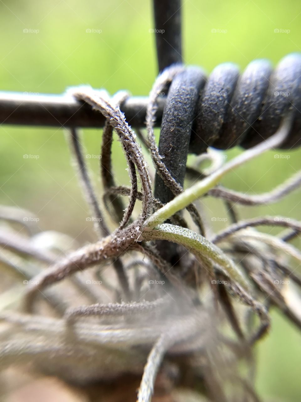 Barb wire and a plant