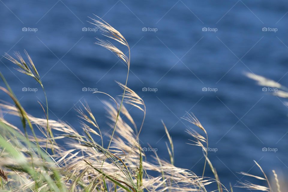 Grass shining on sunlight 