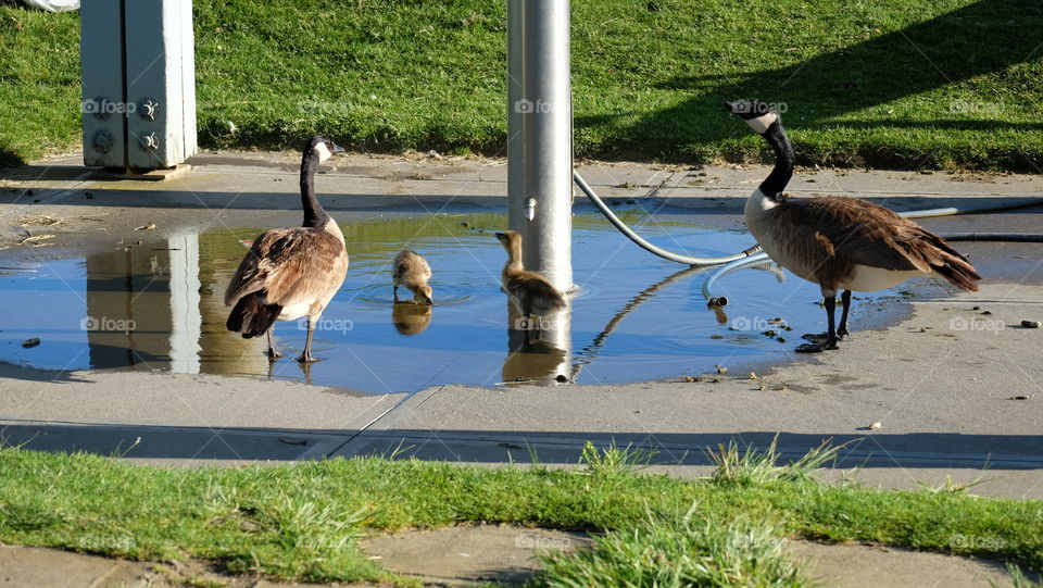 Urban wildlife, ducks and duclkings drinking water