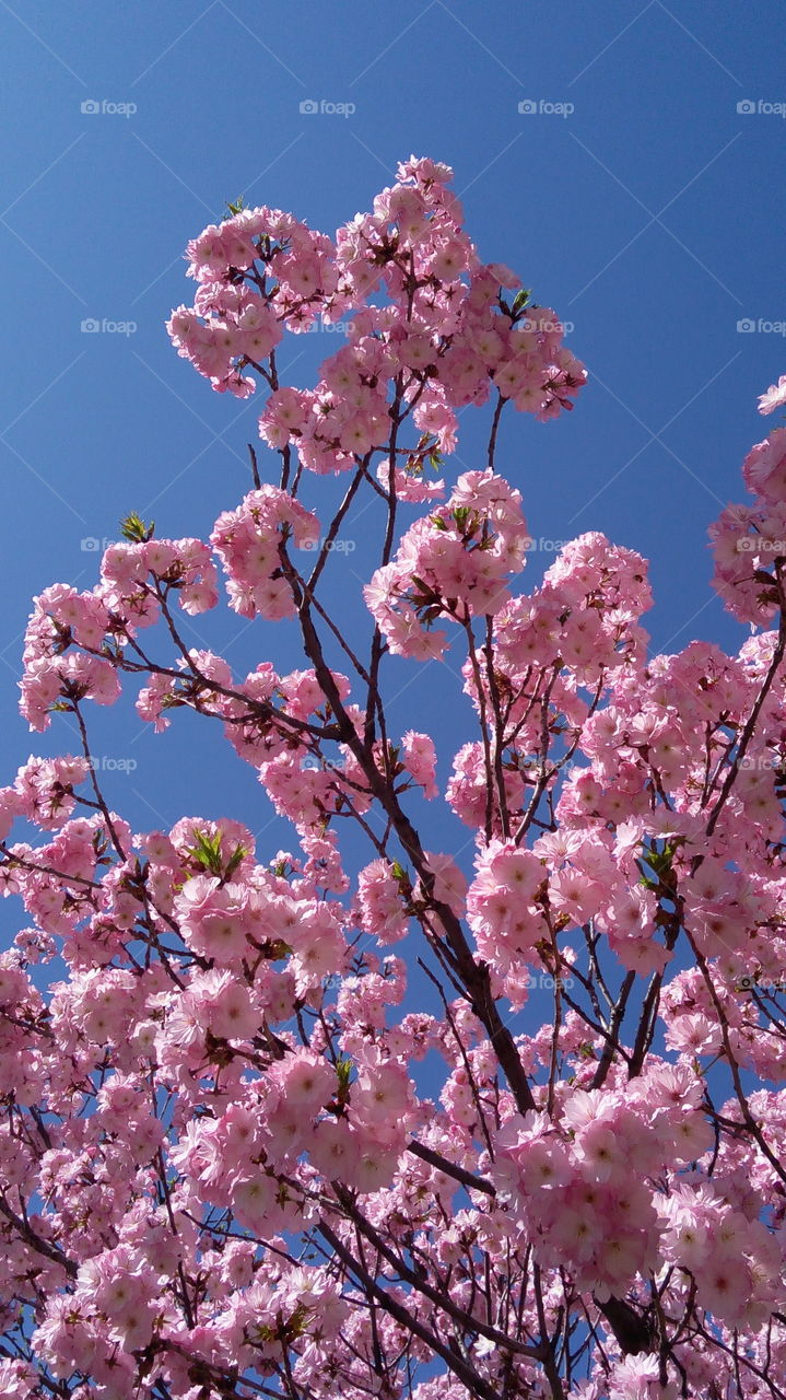 Japanese cherry blossoms, spring time