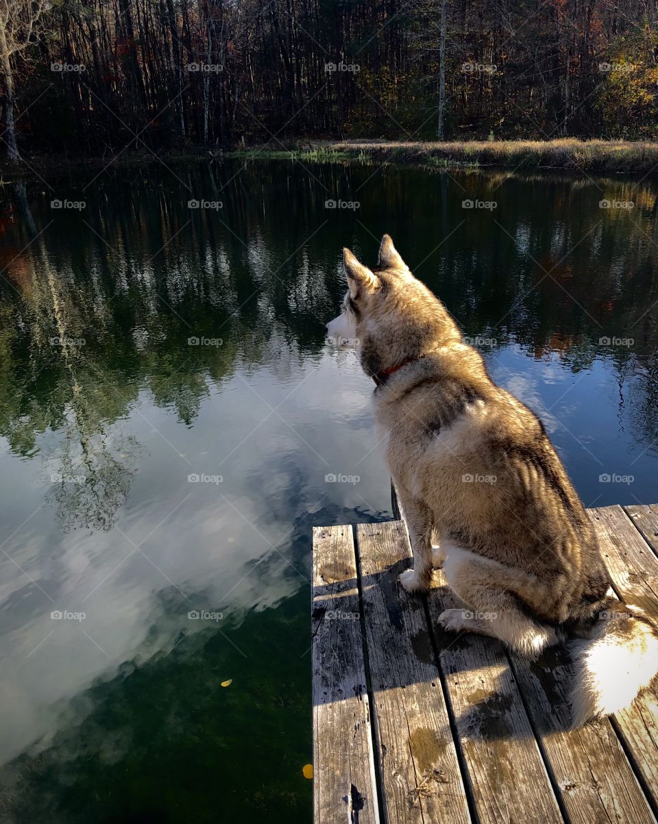 Beautiful husky dog sitting on wooden fishing pier looking over tranquil mountain pond 