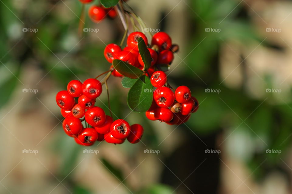 First signs of autumn - The colorful red Holly Berries sparkle under the morning sun