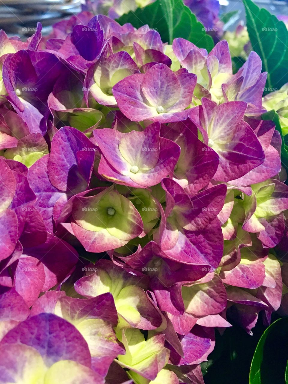 Blooming hydrangea flowers