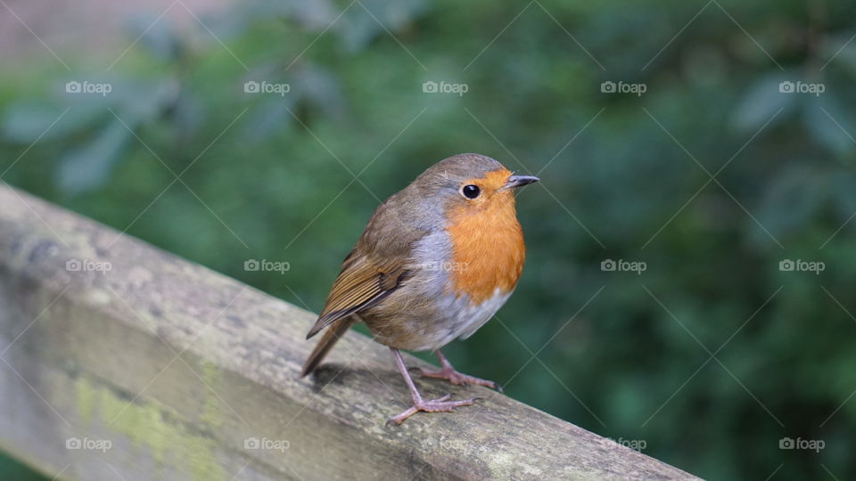 Robin on the hand rail