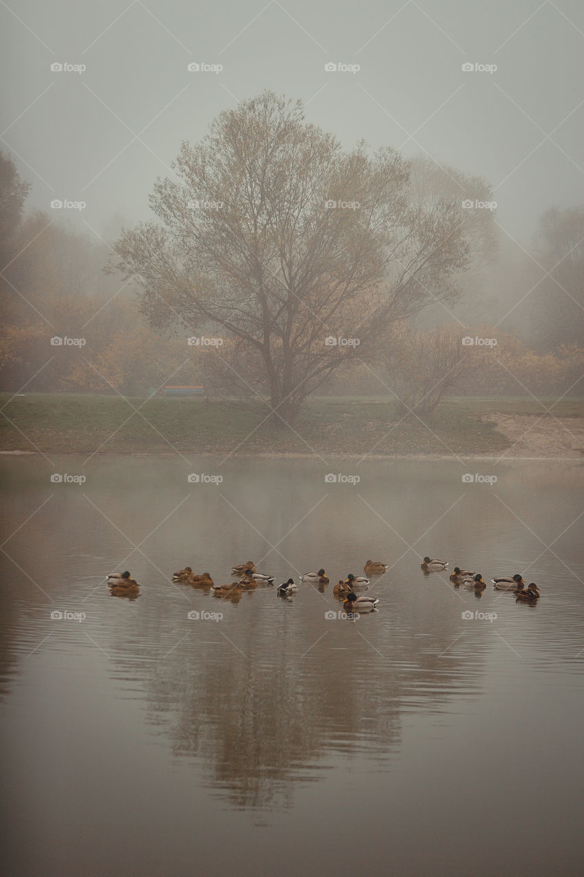 Misty landscape with pond and ducks in late autumn 