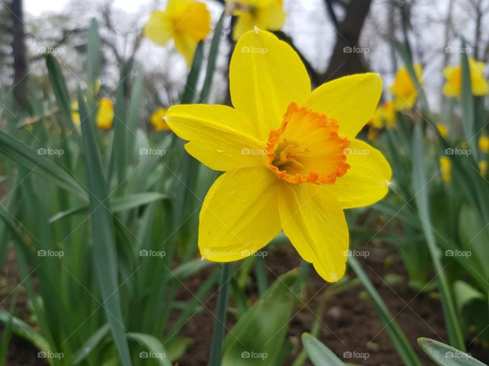 yellow daffodils