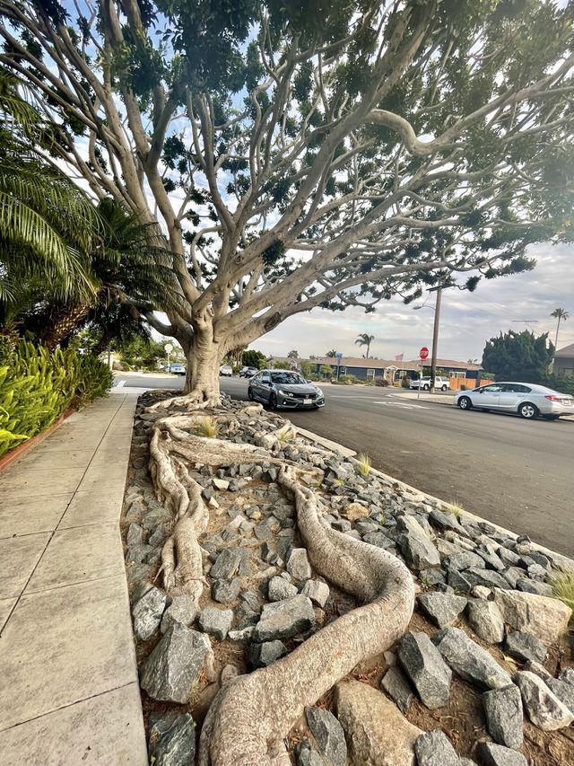 Beautiful tree life 
