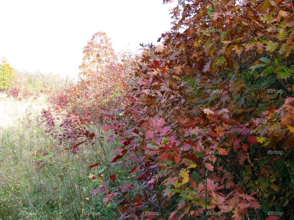 Autumn in the forest