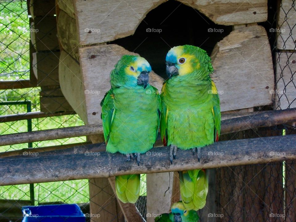 Brazilian parrots