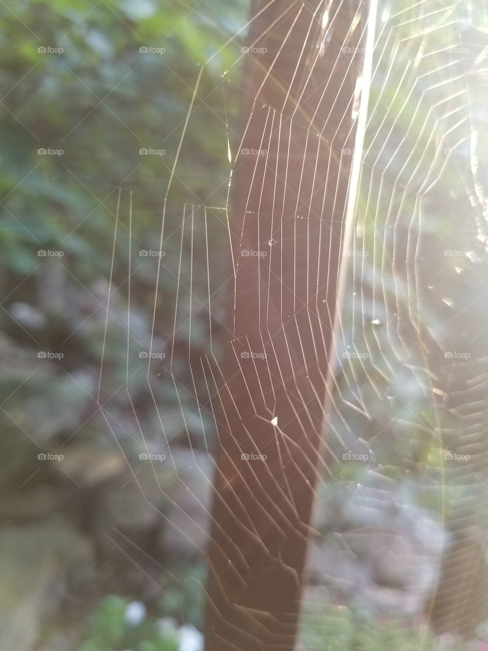 Spiderweb